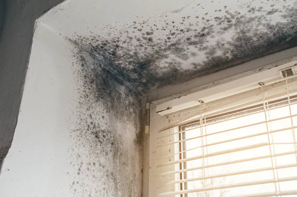 Trusted Black Mold Removal service in Livermore, CO - Cheap Mold Removal